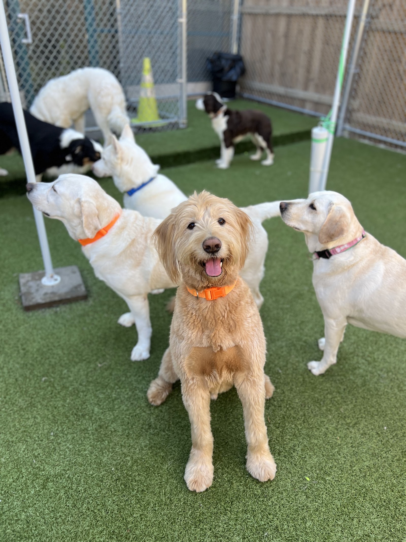 Puppy Haven - Buckhead