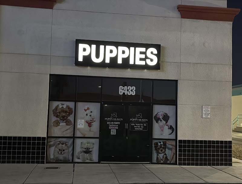 Puppy Heaven - Teacup & Toy Puppies for Sale