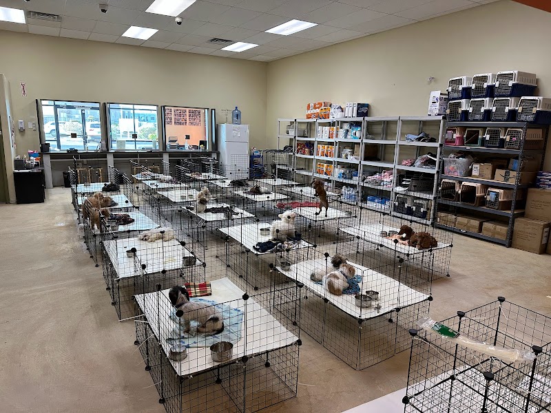 Puppy Heaven - Teacup & Toy Puppies for Sale photo 2