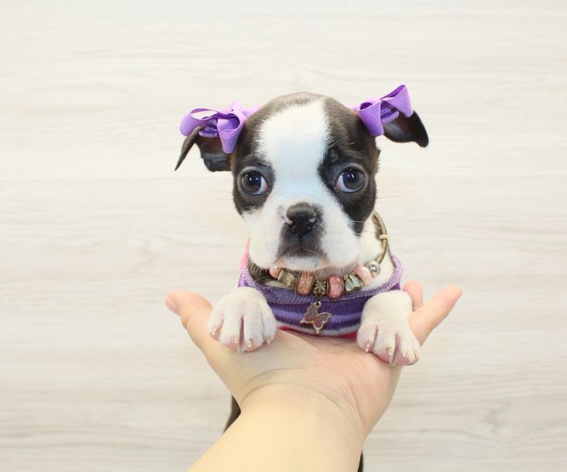 Puppy Heaven - Teacup & Toy Puppies for Sale photo 3