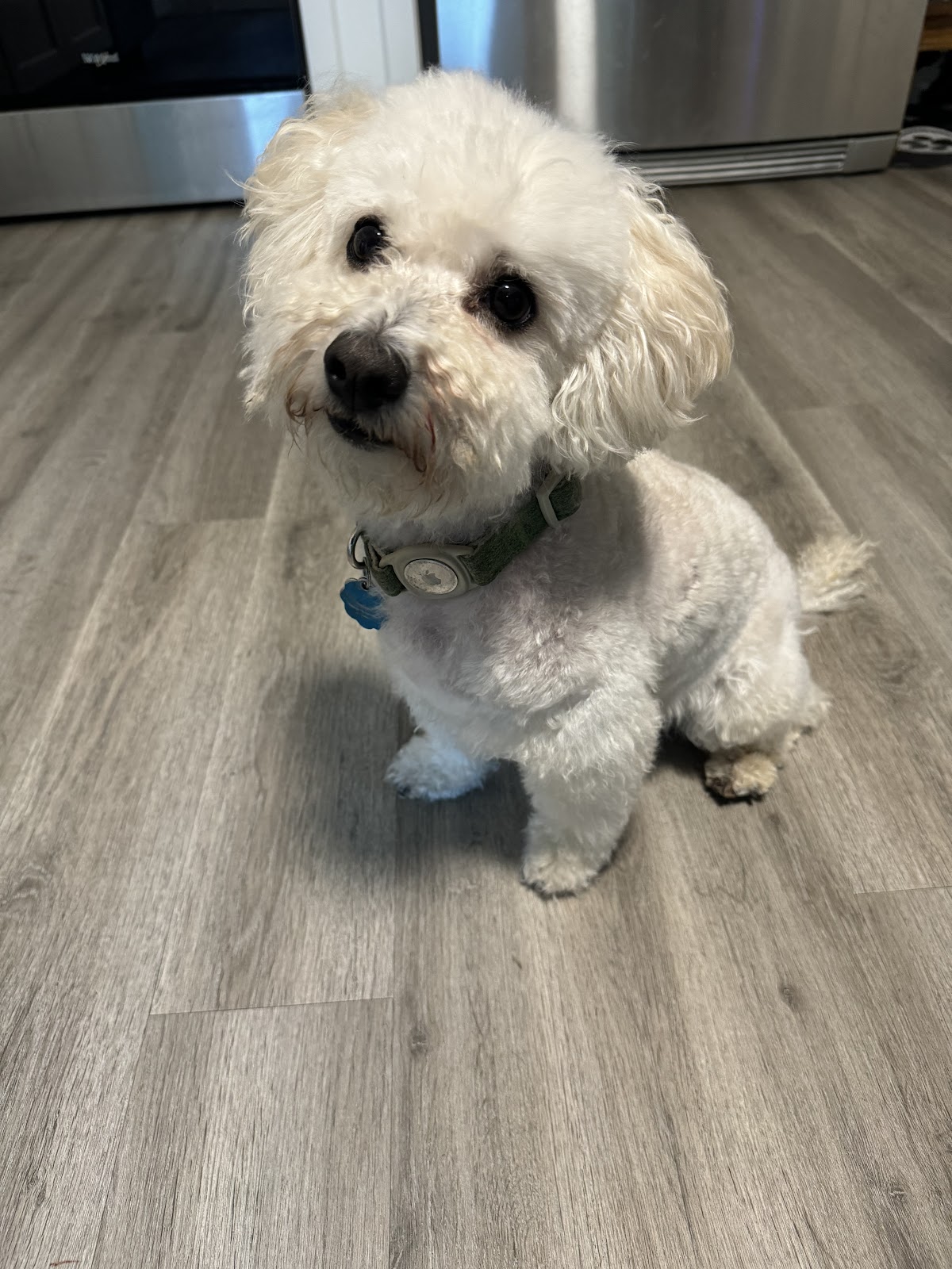 PUPPY LOVE BOARDERS photo 2