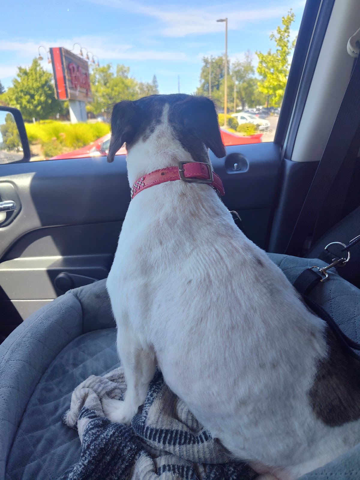 PUPPY LOVE BOARDERS photo 3