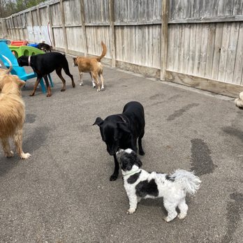 Puppy Playground