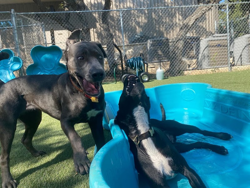 Pups & Pals Pet Lounge