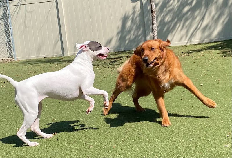 Pups & Pals Pet Lounge photo 2