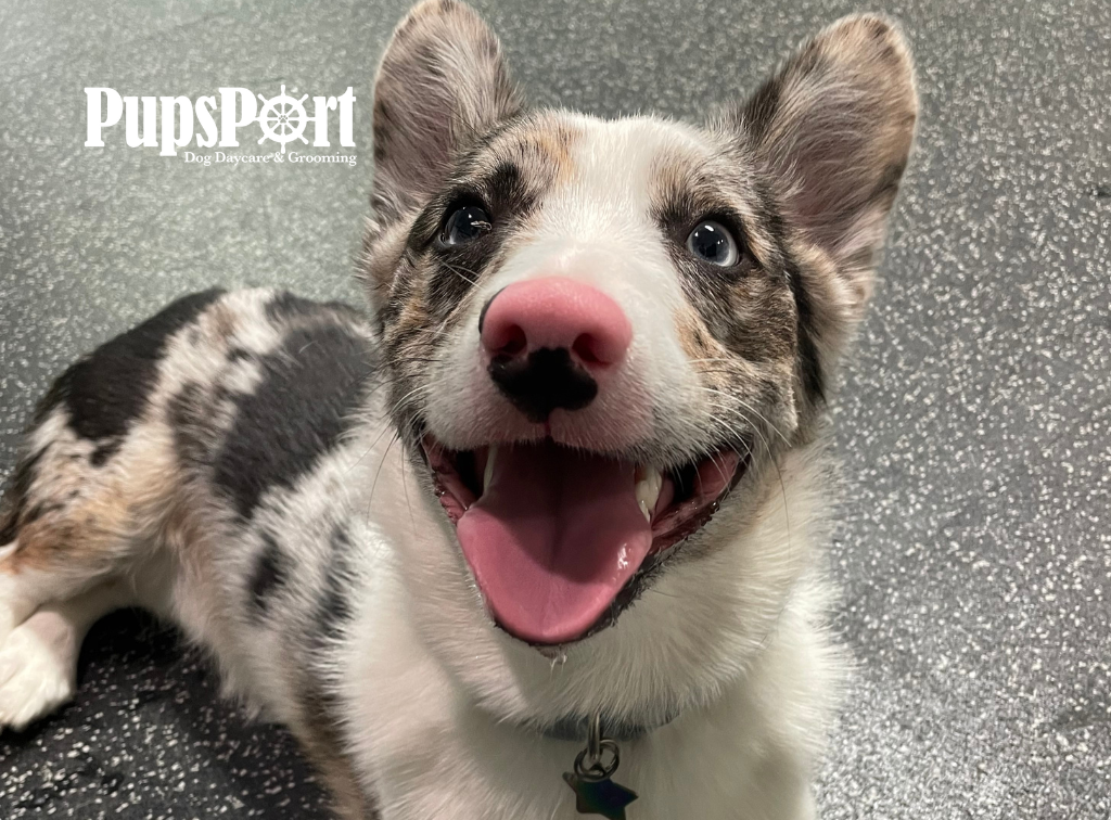 PupsPort Dog Daycare & Grooming