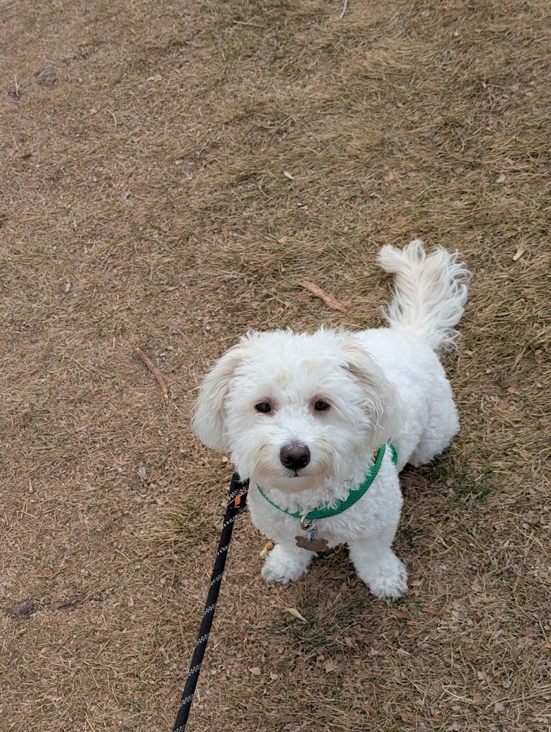 Pure In-Home Pet Sitting photo 3