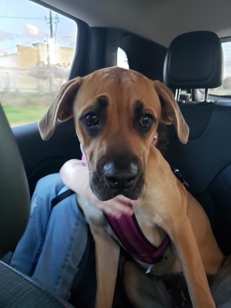 Pure Mutts Animal Sanctuary