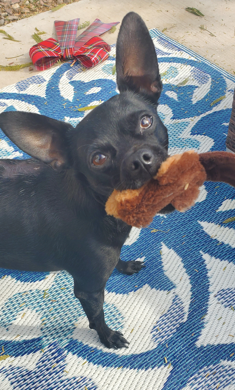 Purr-Fect Pet Sitting