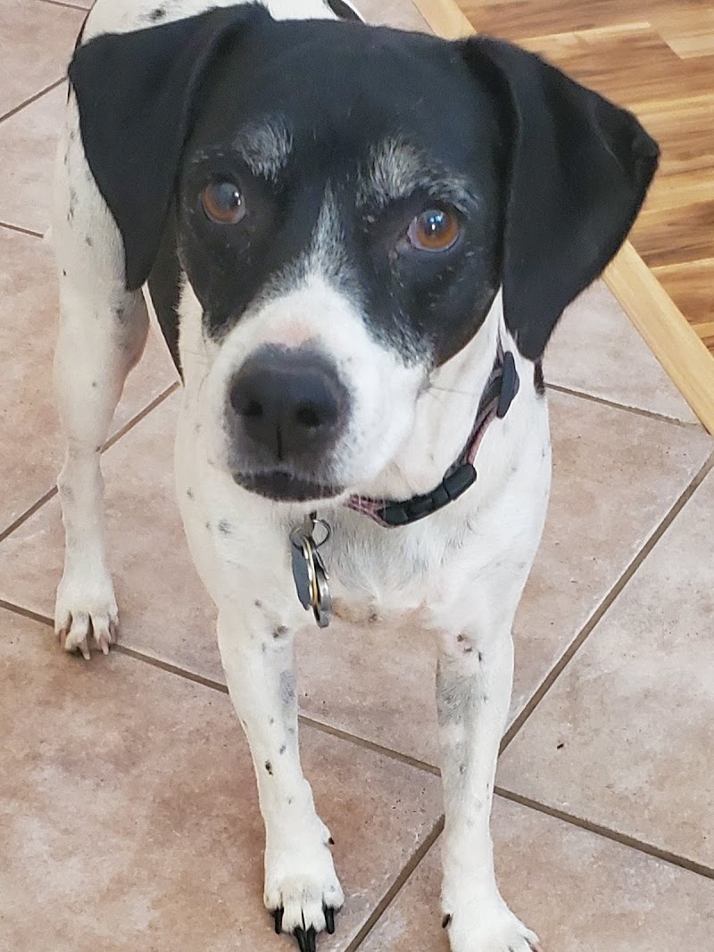 Purr-Fect Pet Sitting photo 2