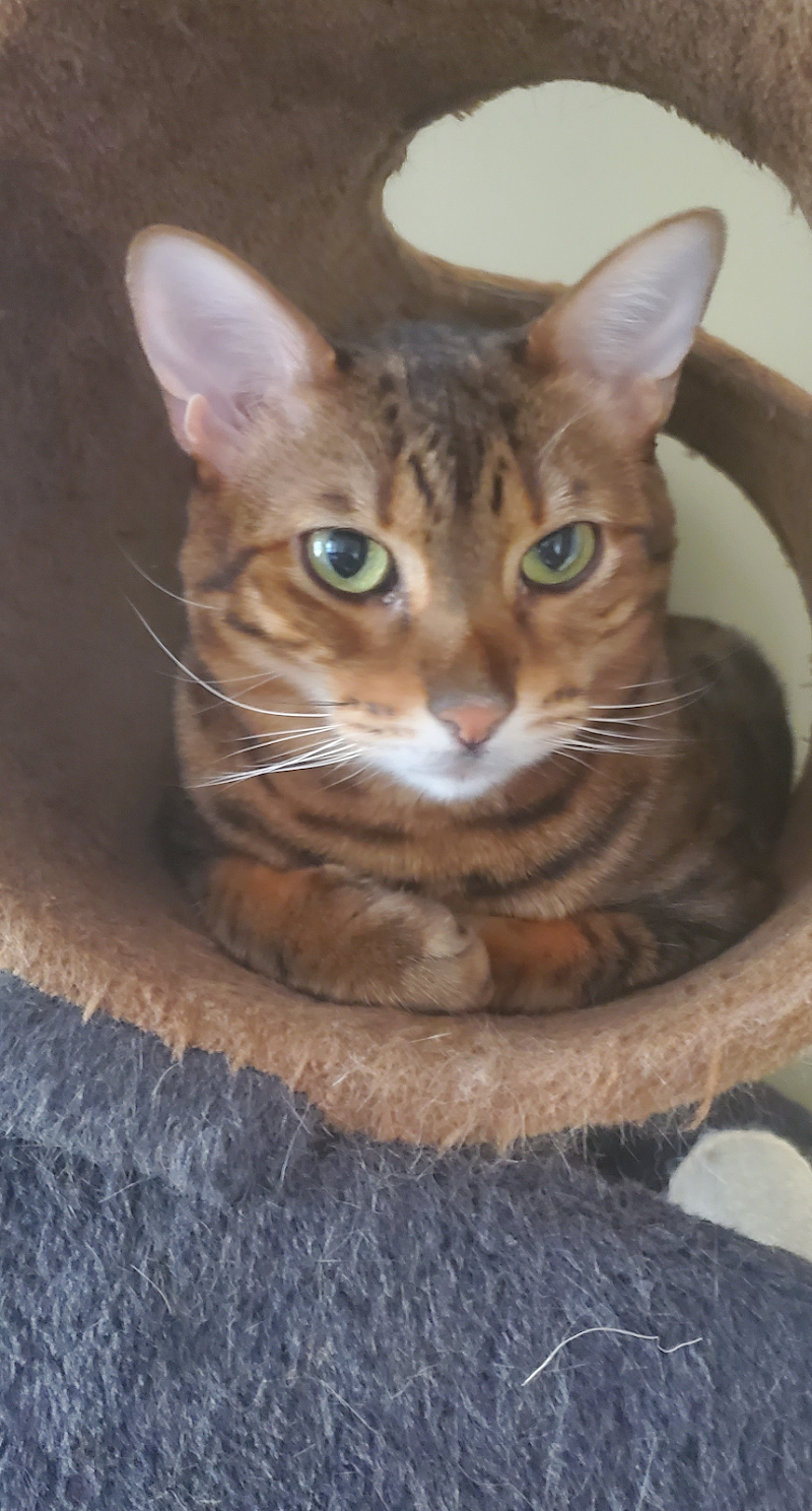 Purr-Fect Pet Sitting photo 3