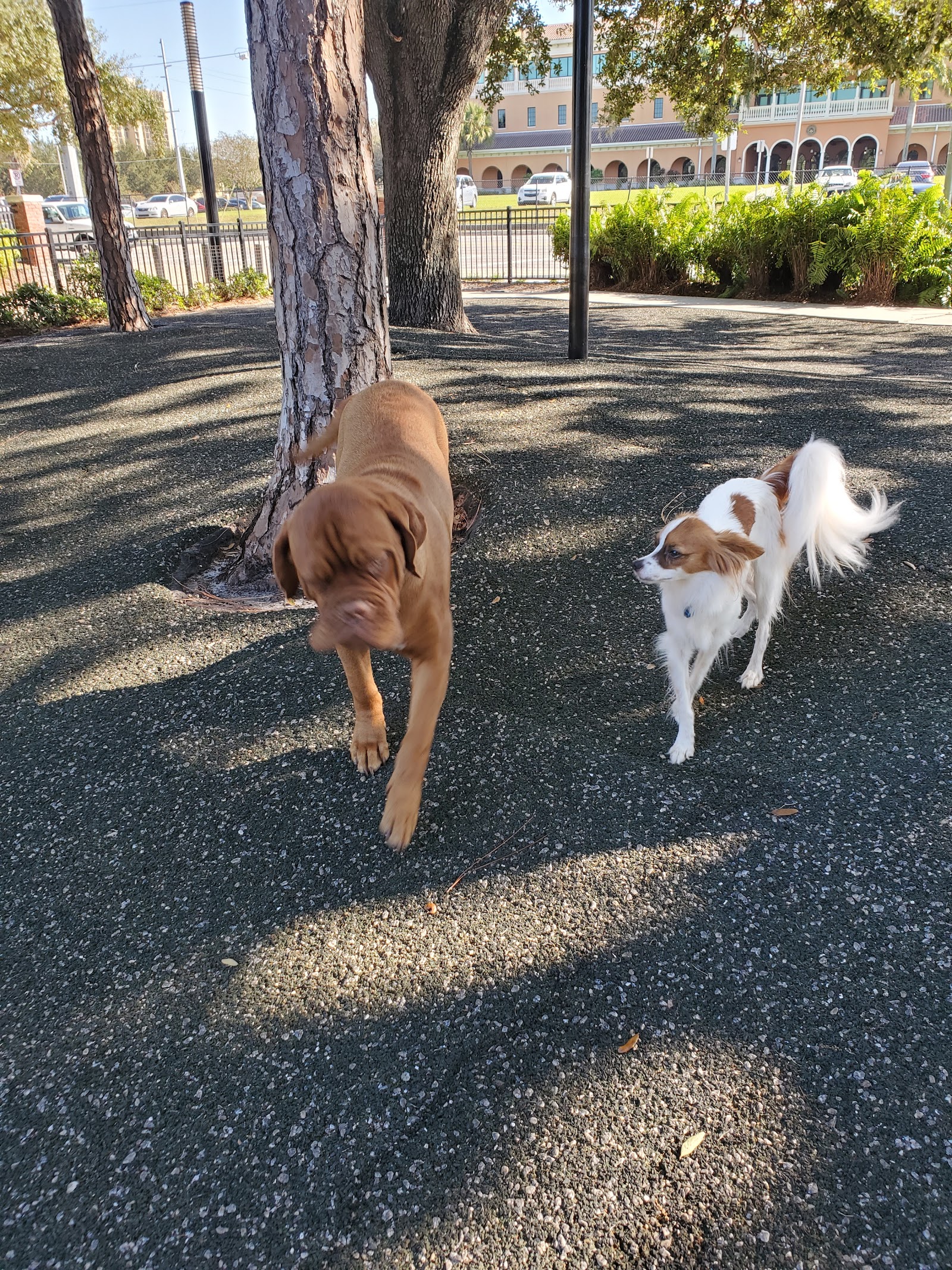 Queenie's Dog Park