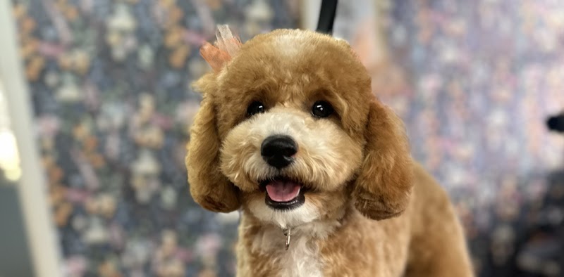 Quinny's Pet Grooming