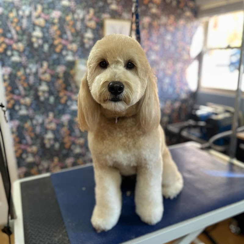 Quinny's Pet Grooming photo 2