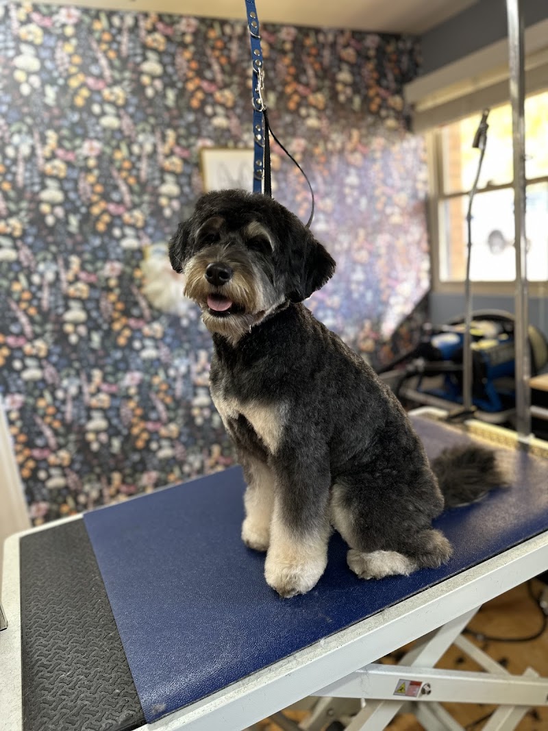 Quinny's Pet Grooming photo 3