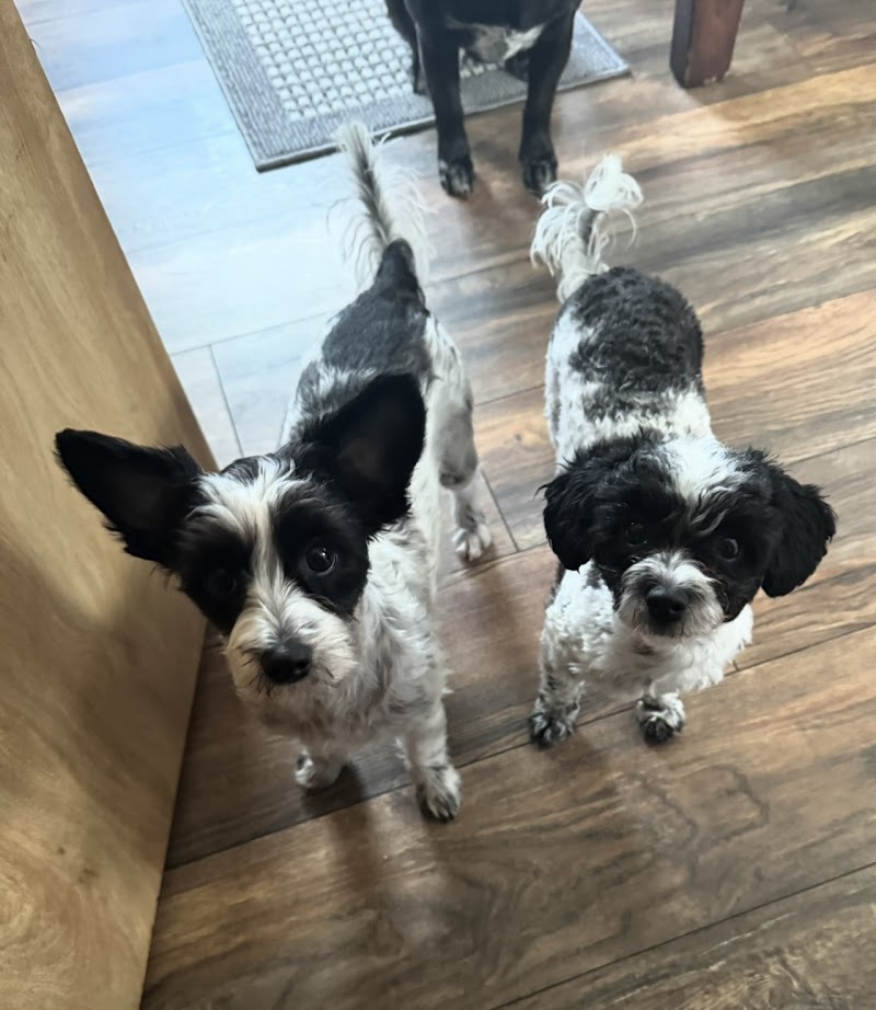 Raise The Wuff Mobile Dog Grooming photo 3