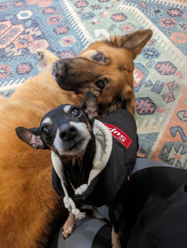 Raquel's Senior Dog Bed & Breakfast