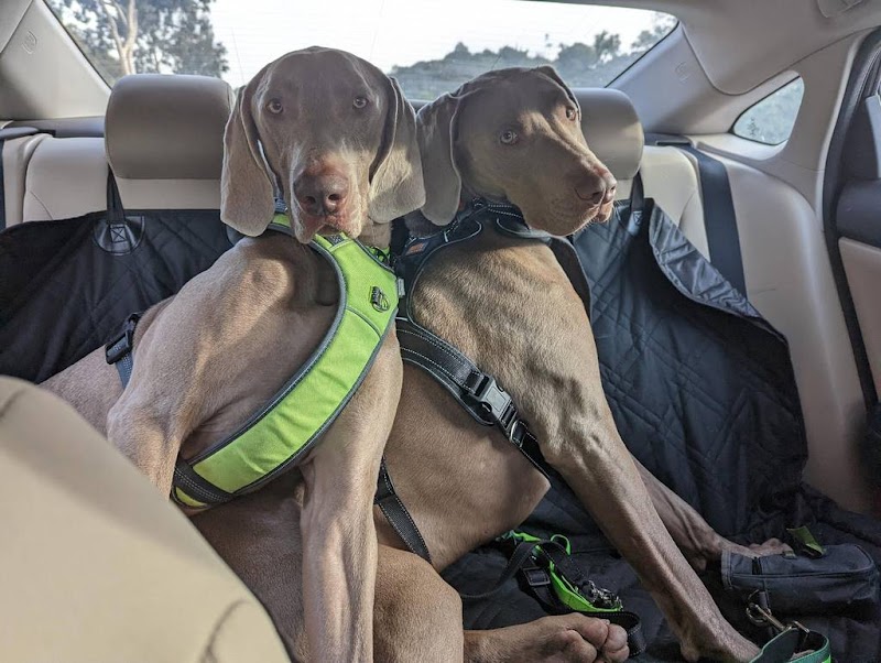 Raquel's Senior Dog Bed & Breakfast photo 2