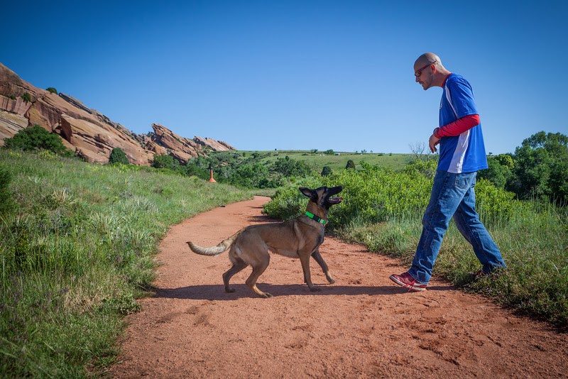 Ready Sit Go Dog Training photo 2