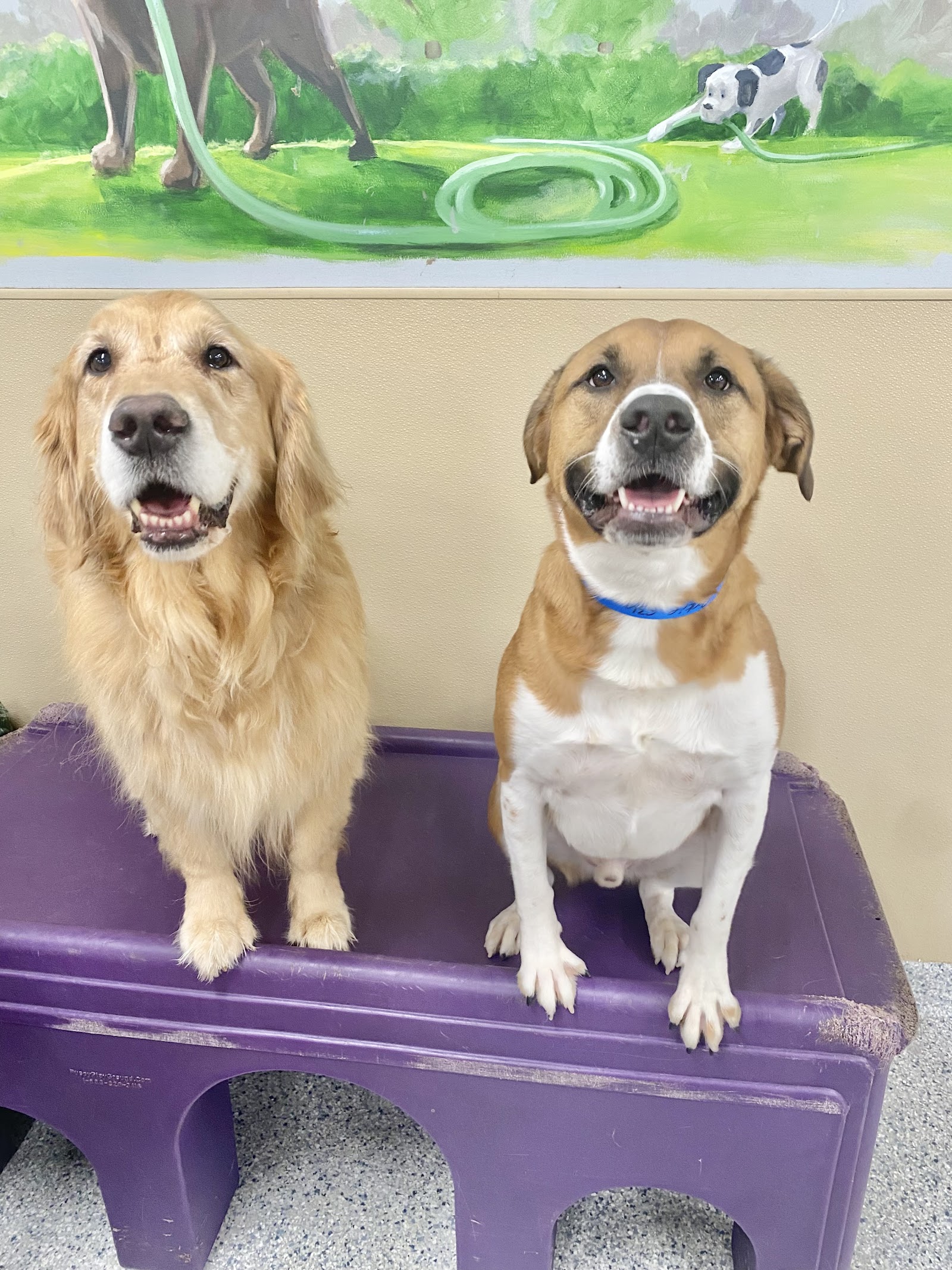 Red Dog Pet Resort & Spa Northshore