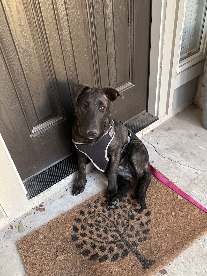 Red Poppy Adoptique photo 2