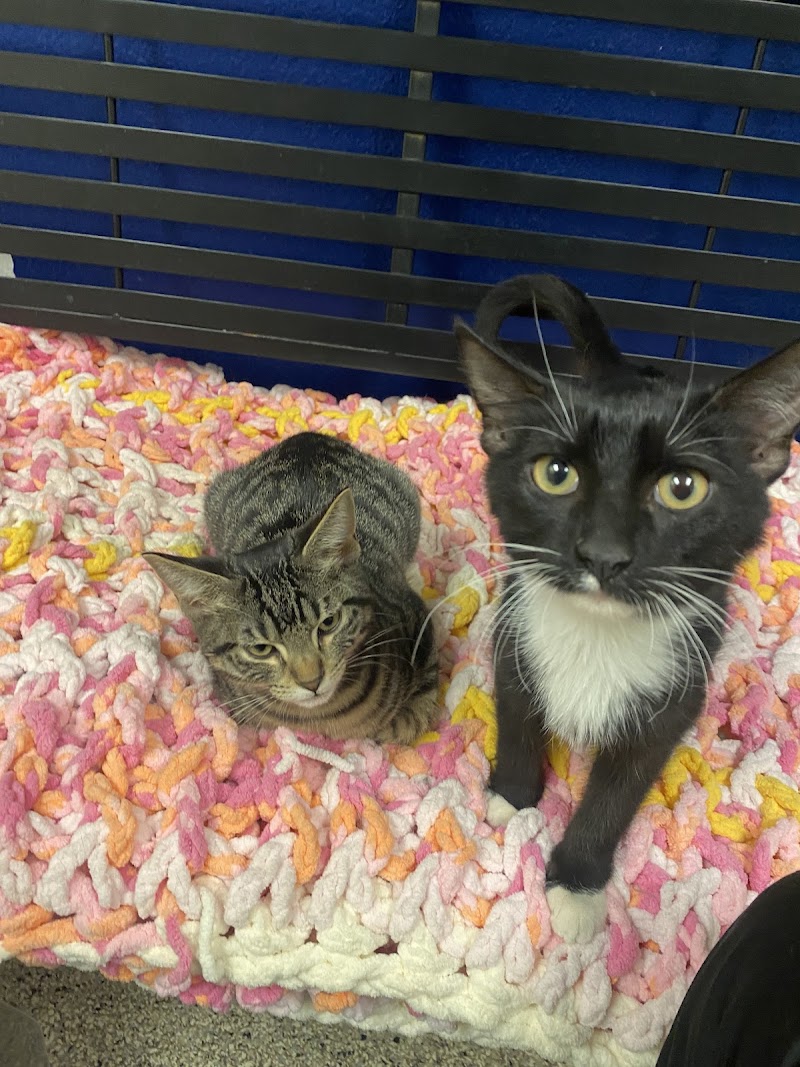 Red Poppy Adoptique photo 3