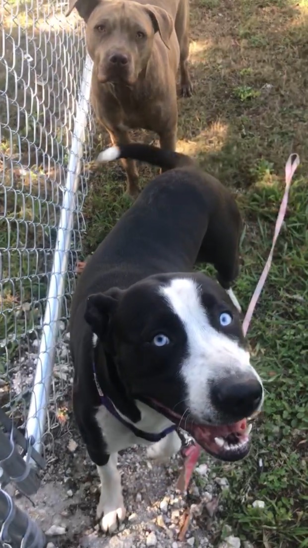 Redland Dog Sanctuary