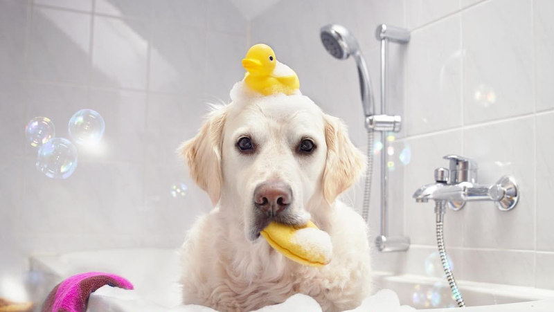 Reese's Luxury Mobile Grooming