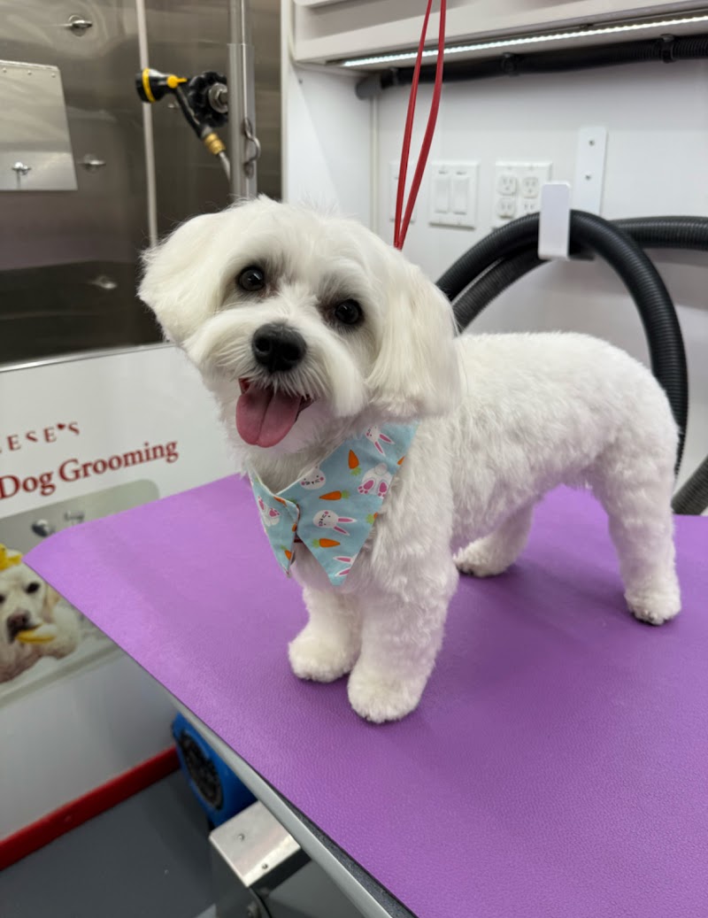 Reese's Luxury Mobile Grooming photo 2