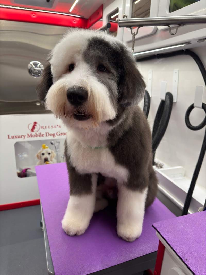 Reese's Luxury Mobile Grooming photo 3