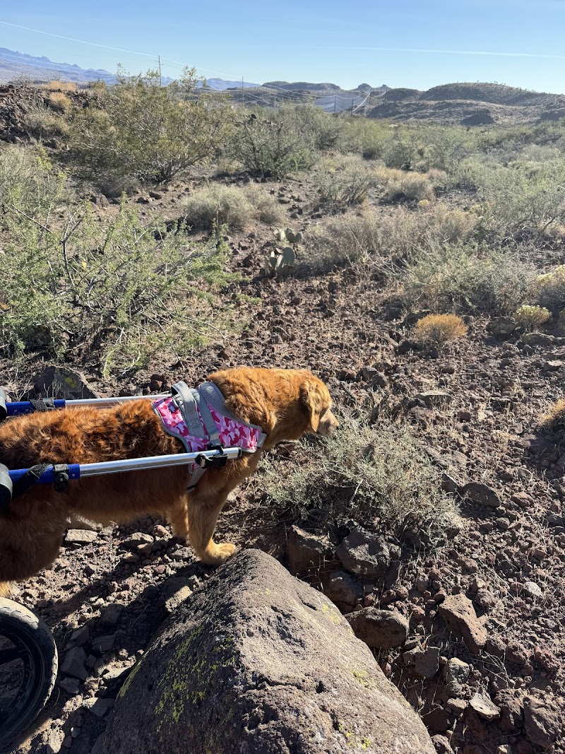 Rehab 4 PAWS & Integrative Therapy