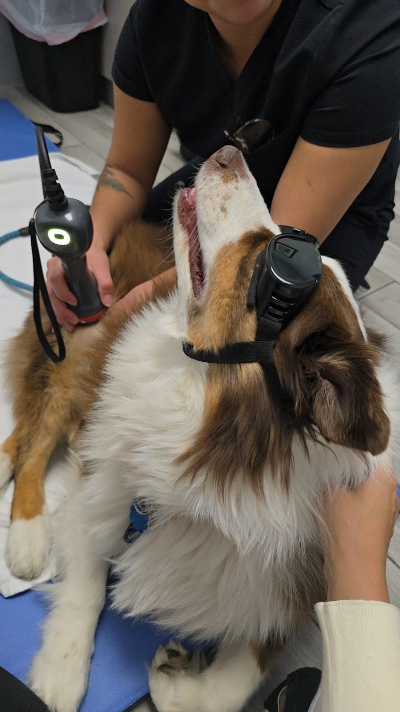 Rehab 4 PAWS & Integrative Therapy photo 3