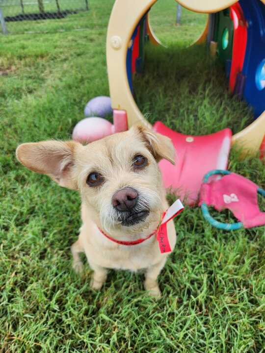 Remington Pet Ranch photo 3