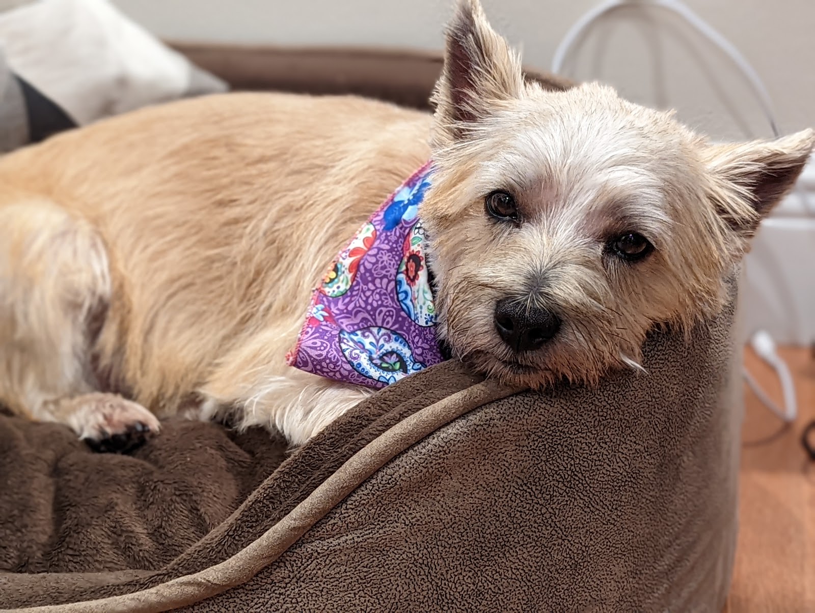 Renee's Pet Grooming Salon
