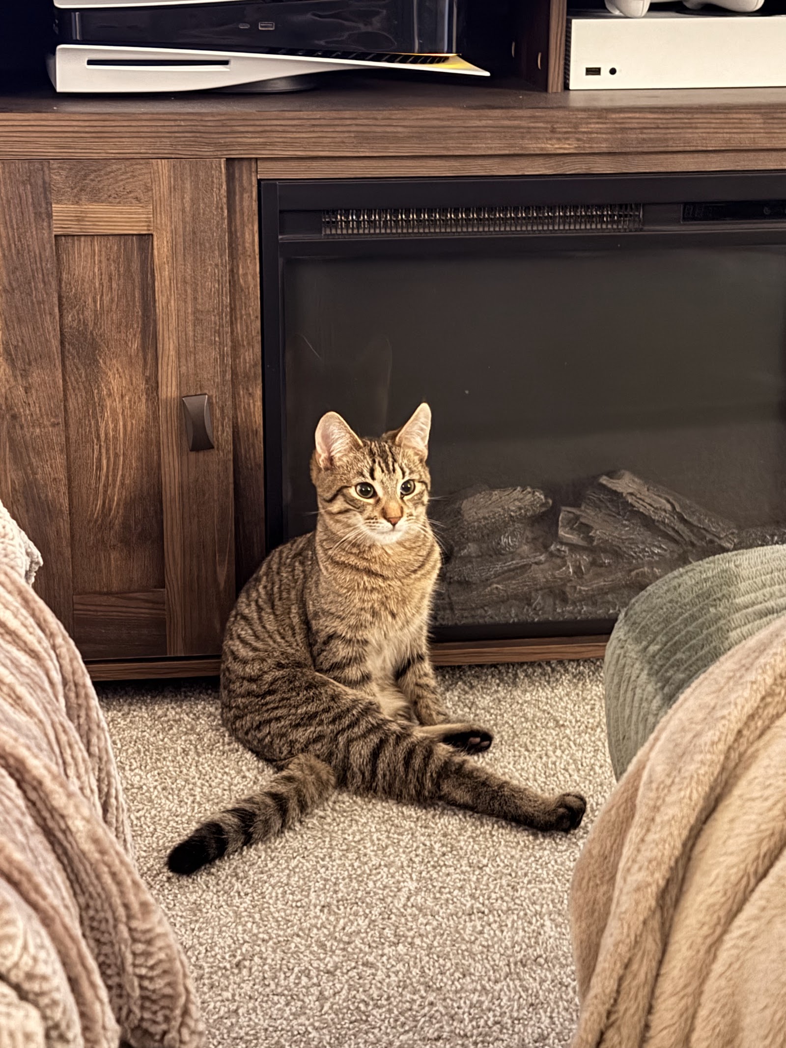 Rescue Purrfect