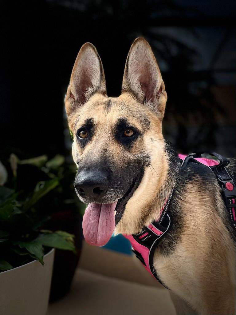 Rescue Rebels by Cash 4 Canines, Inc