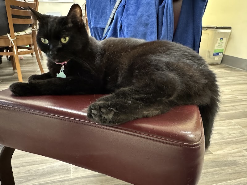 Rescued Treasures Cat Cafe by PALnv photo 3