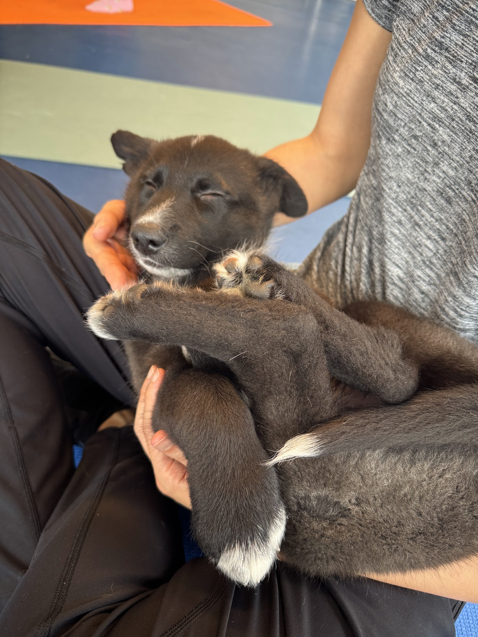 Resilient Hearts Animal Sanctuary