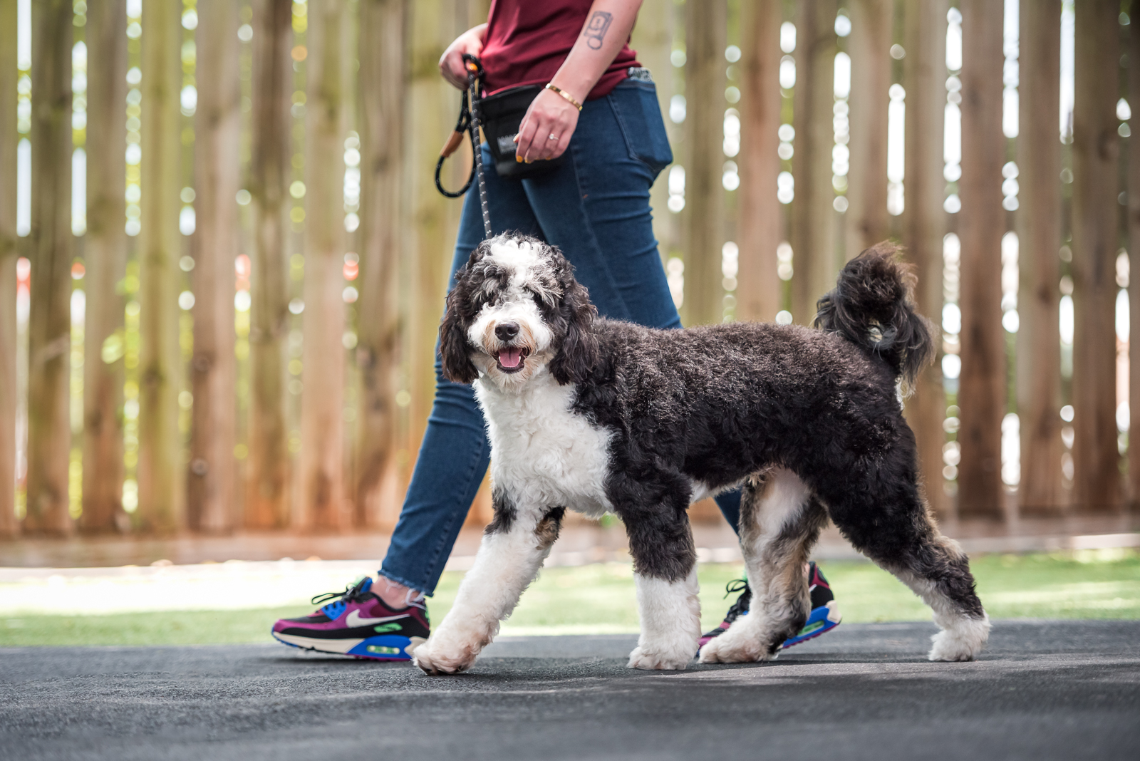 Revival Dog Training - West University