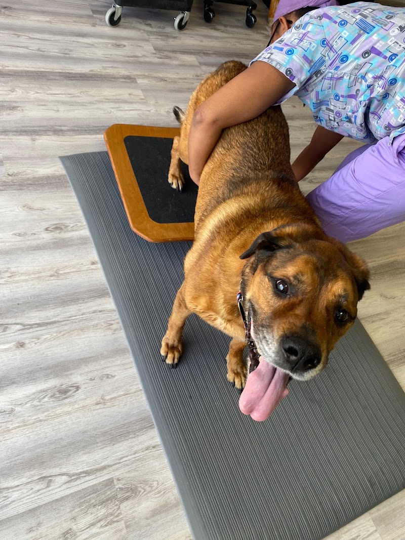 Revive Veterinary Rehab