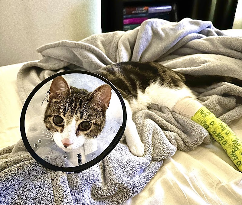 RiNoVet Animal Emergency Care