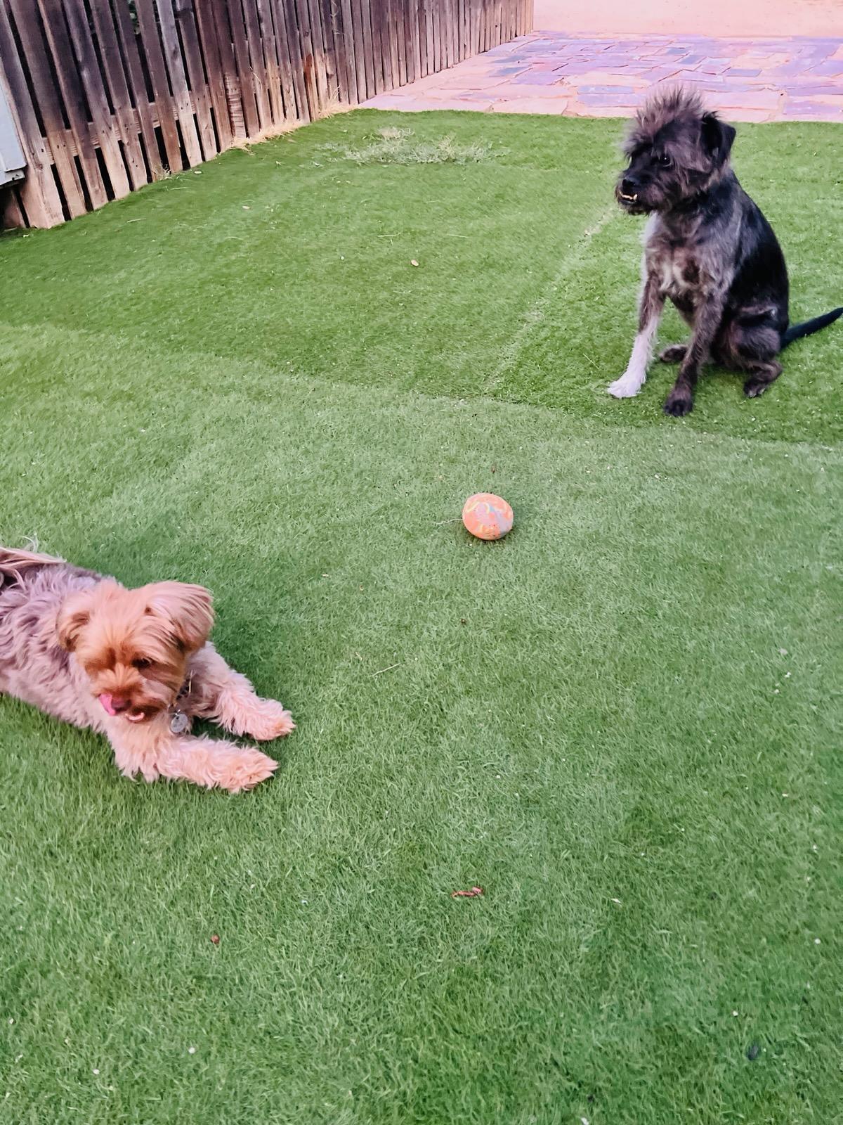 River Dogs Resort