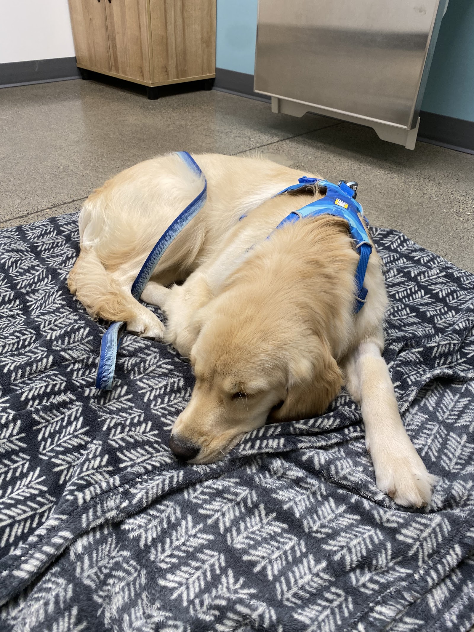 Riverbend Veterinary Care