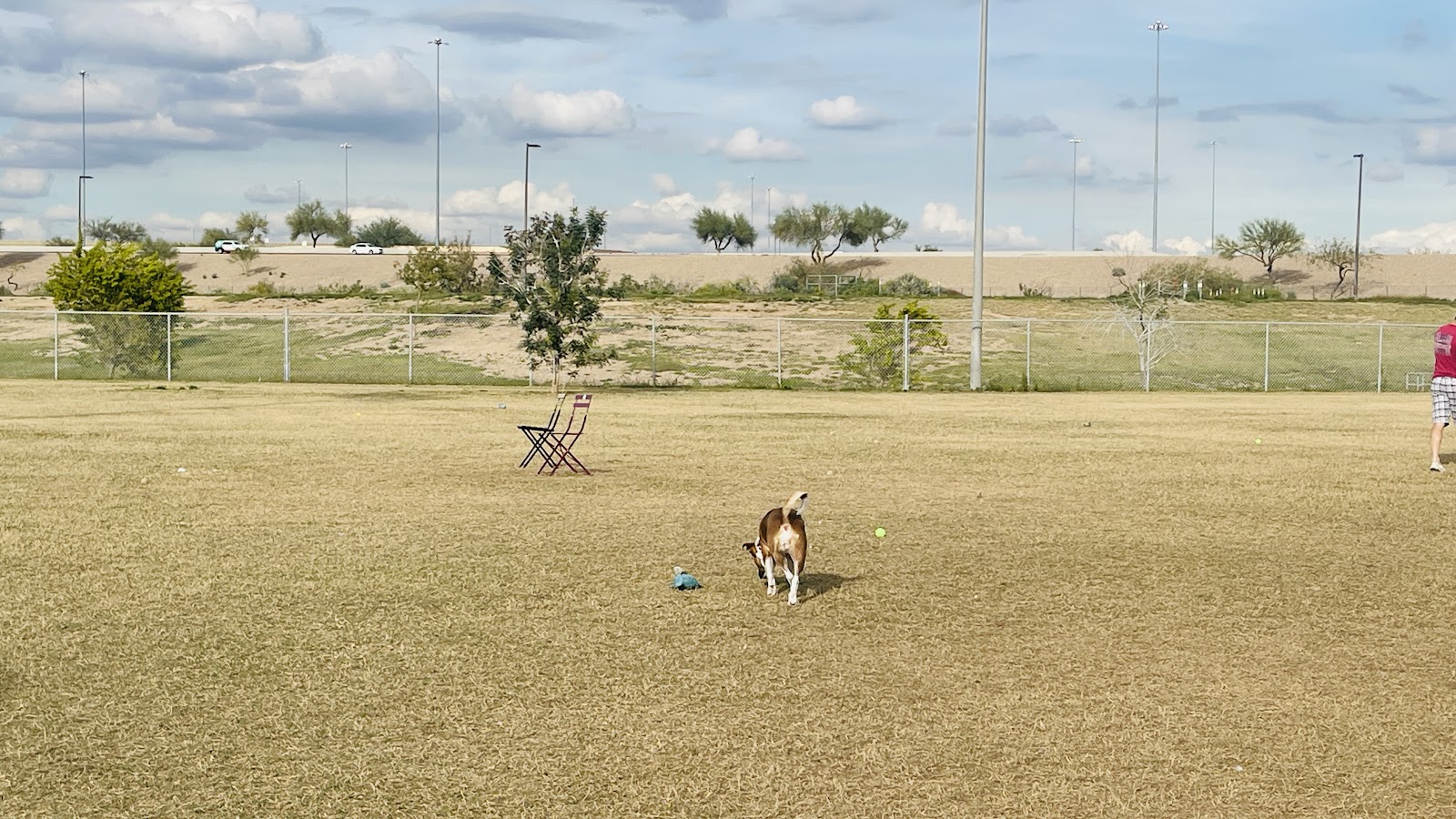 RJ Dog Park at Pecos Park