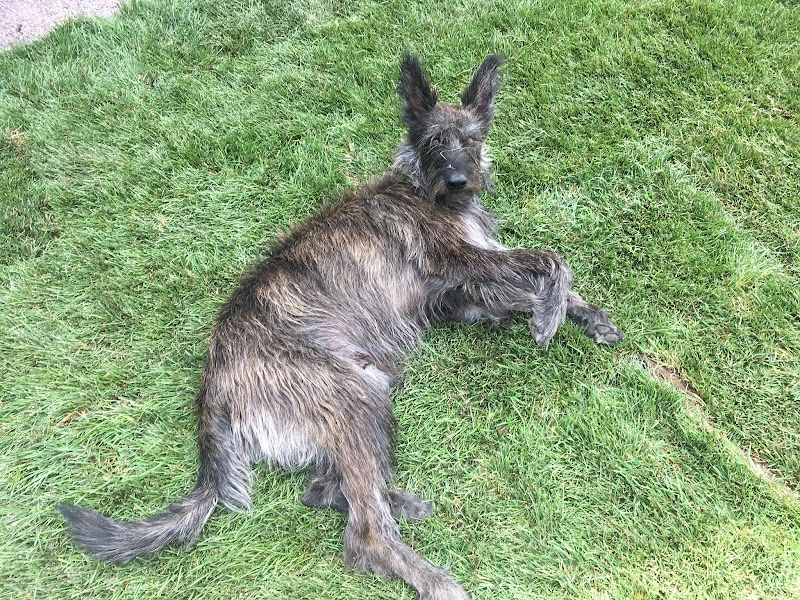 Roaring Fork Animal Rehabilitation & Fitness photo 2