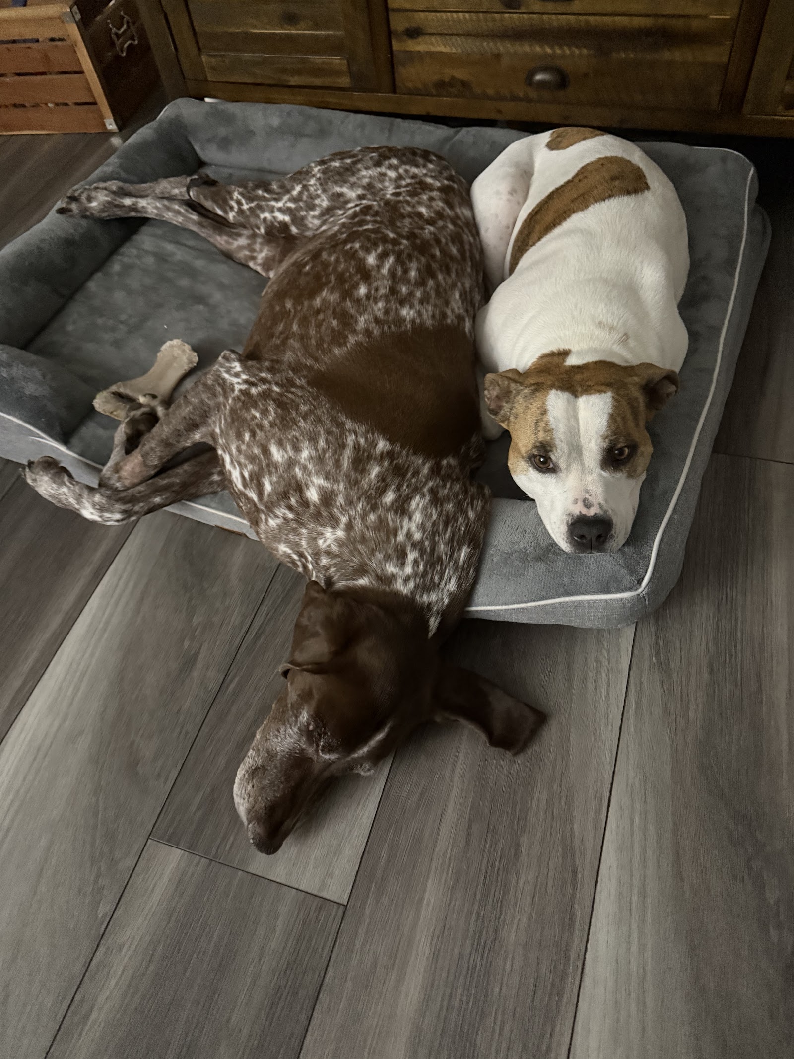 Rochester Emergency Veterinary Services