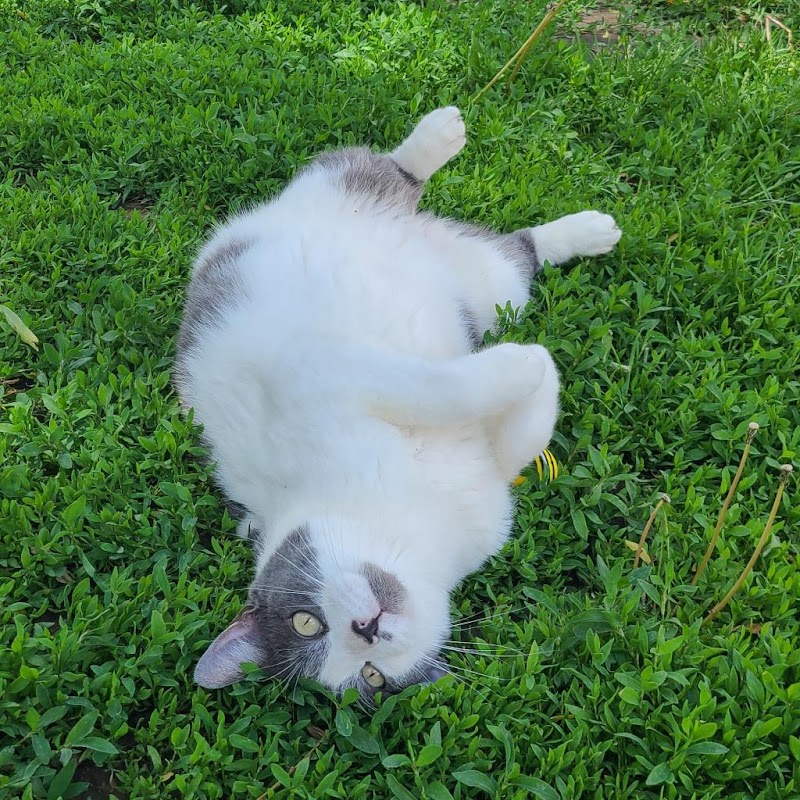 Rocky Mountain Feline Rescue