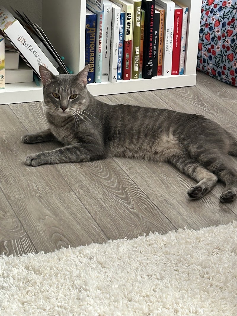 Rocky Mountain Feline Rescue photo 2