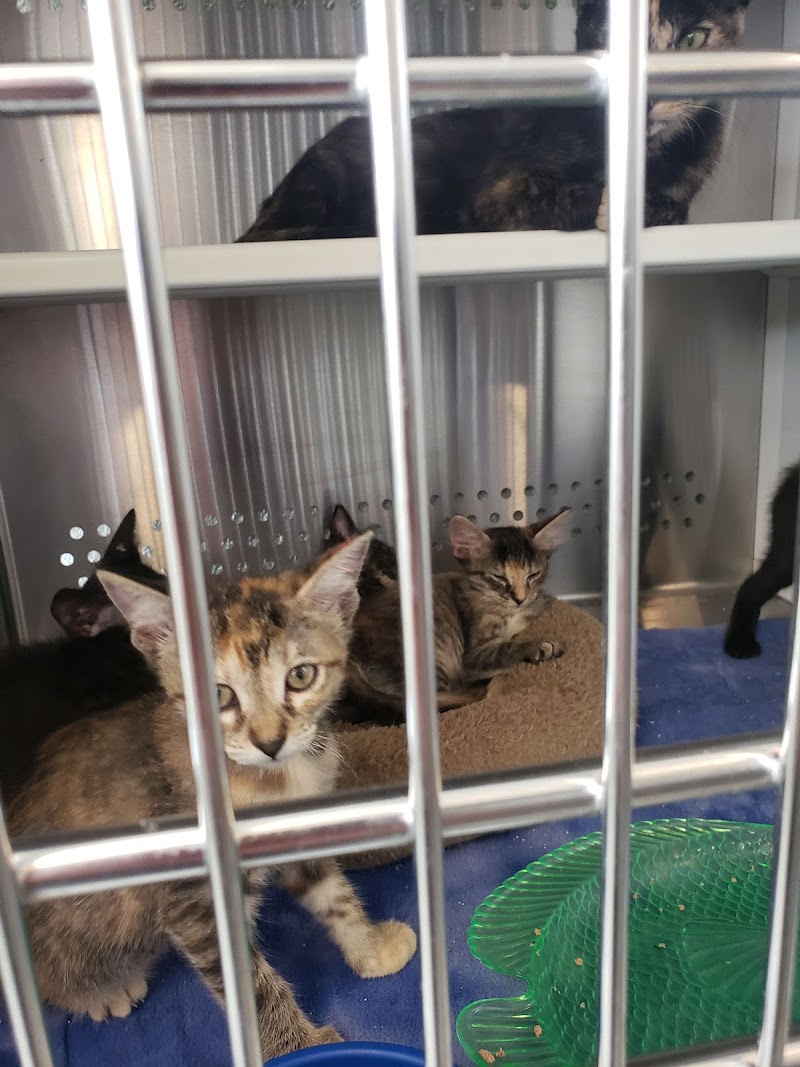 Rocky Mountain Feline Rescue photo 3