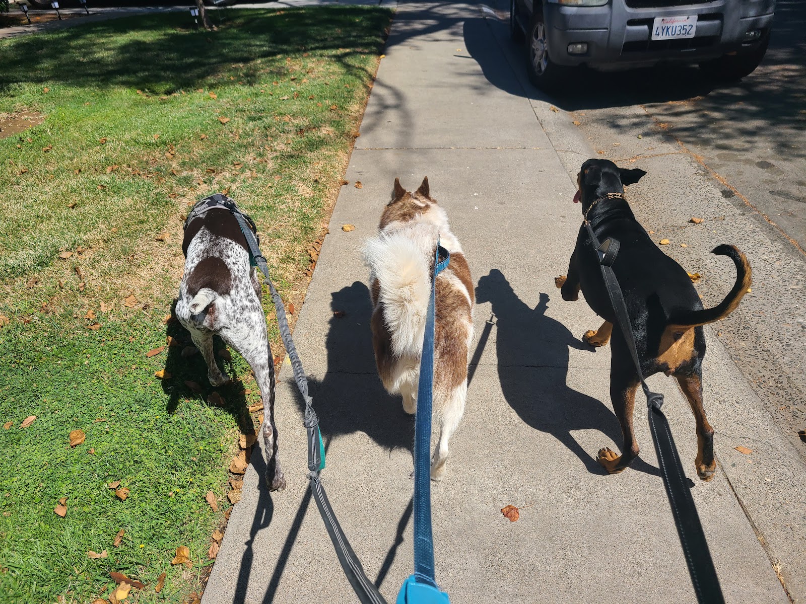 Romeo & Friends Dog Walking & Pet Sitting